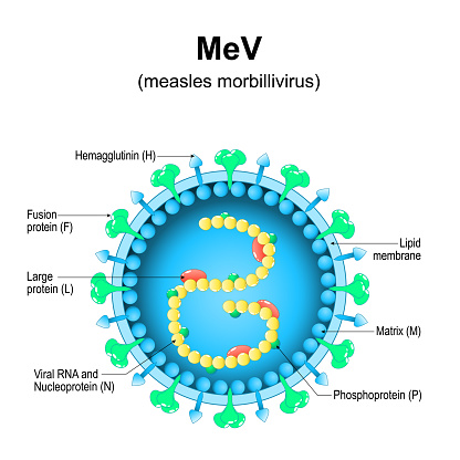 measles morbillivirus structure. Close-up of a MeV Virion anatomy. Magnified of measles virus. Vector diagram