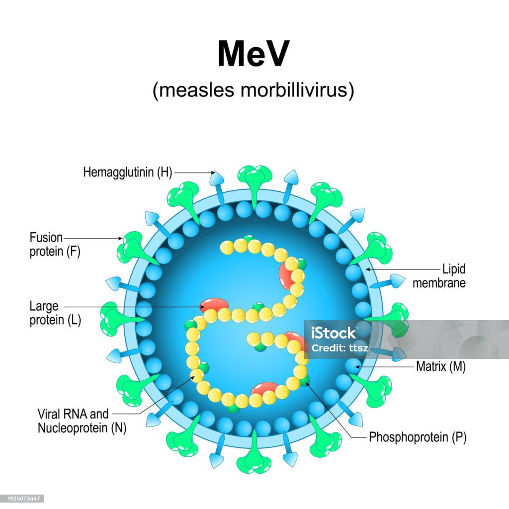 Morbil Measles Morbillivirus Structure Stock Illustration - Download Image Now ...