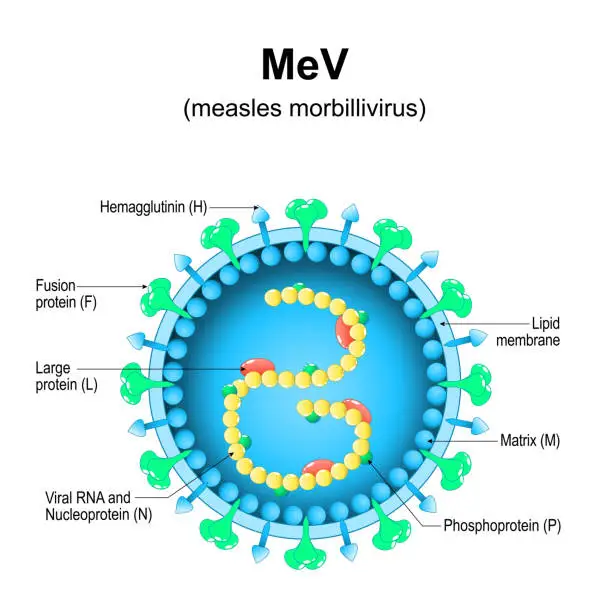 Vector illustration of measles morbillivirus structure