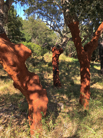 Colorful photo of a Peeled Cork Oaks in Portugal