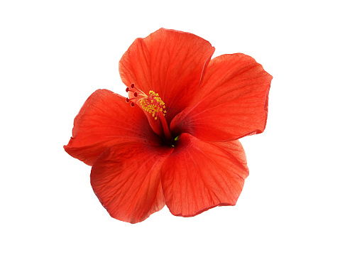 Two red hibiscus flowers with leaves isolated on white