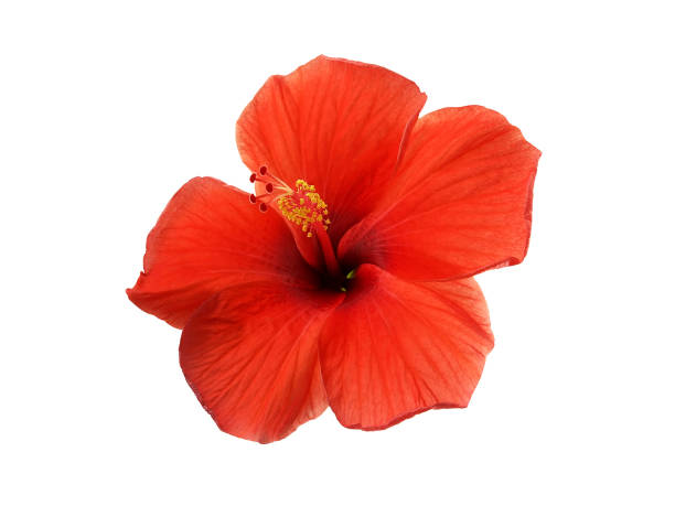 blooming red hibiscus flower with yellow pollen isolated on white background large brightly colored flowers are popular grown as ornamental plants and some of Asia used made into herbal medicines rosa chinensis stock pictures, royalty-free photos & images