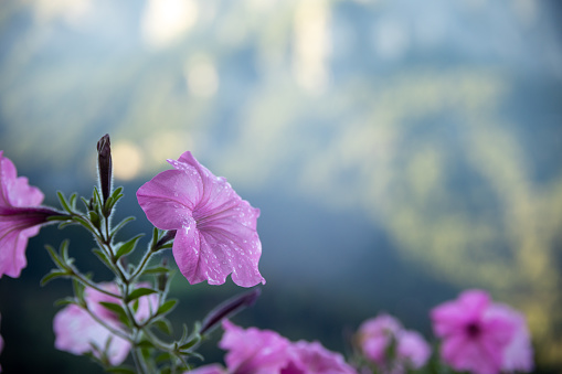 a close-up of a purple petunia with small drops of water on the flower, in the background you can see a big mountain. a colorful flower in the sunset. The mountain Schlern in south tyrol with a flower