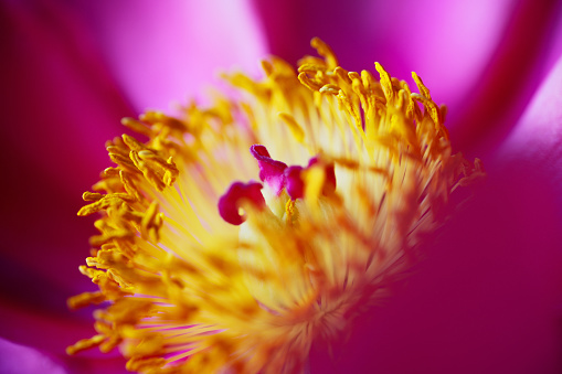 Extreme Close-up of beautiful pink Peony rose with yellow stamen, (Paeonia officinalis)