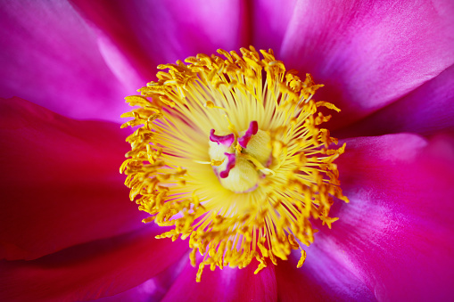 Extreme Close-up of beautiful pink Peony rose with yellow stamen, (Paeonia officinalis)