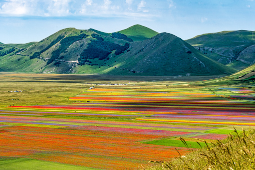 Lentil flowering with poppies and cornflowers in Castelluccio di Norcia, national park sibillini mountains, Italy, Europe