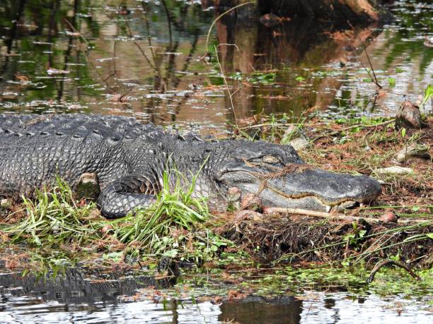 istock American Alligator (Alligator mississippiensis) - sleeping near a lake 1925090152