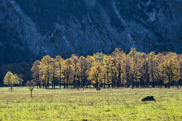 Autumn view of the maple trees at Ahornboden, Karwendel mountains, Tyrol, Austria