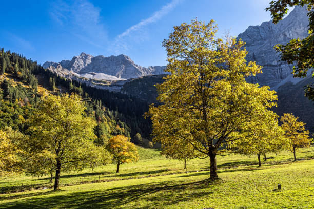 istock maple trees at Ahornboden, Karwendel mountains, Tyrol, Austria 1925091051