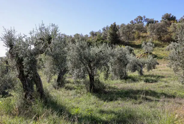 Photo of Old olive groves on a hillside in Montemassi. Italy