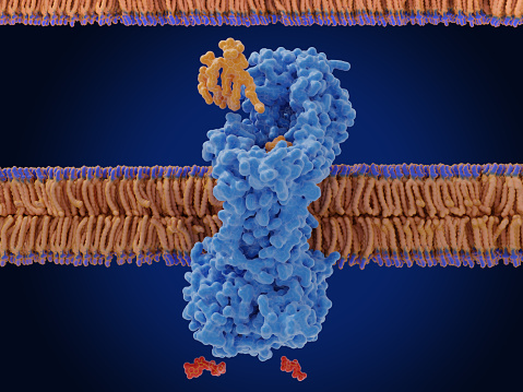 The intermembrane transporter of the Gram-negative bacterium Acinetobacter baylyi transports a lipopolysaccharide (orange) through the inner membrane consuming ATP (red)