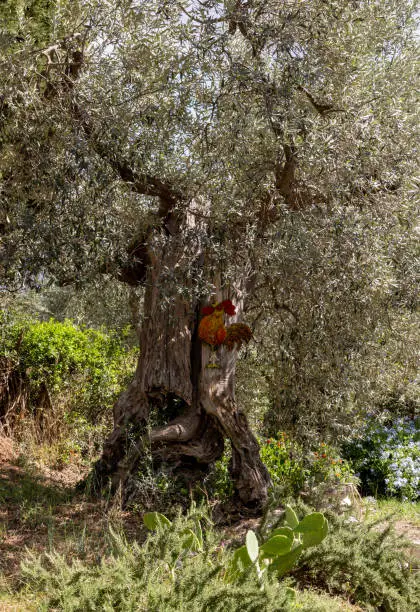 Photo of Old olive groves on a hillside in Montemassi. Italy