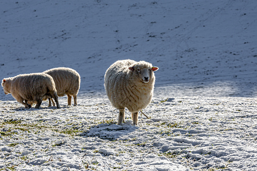 A sheep standing in a snowy field on Ditchling Beacon in the South Downs