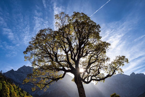 Autumn view of the maple trees at Ahornboden, Karwendel mountains, Tyrol, Austria