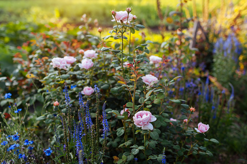 Pink Queen of Sweden rose blooming in summer garden by blue veronica. English shrub rose grow on flower bed at sunset