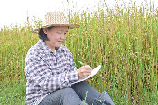 Elderly asian rice female farmer writing rice growing in her notebook and smart device while working in her rice paddy field, soft and selective focus.