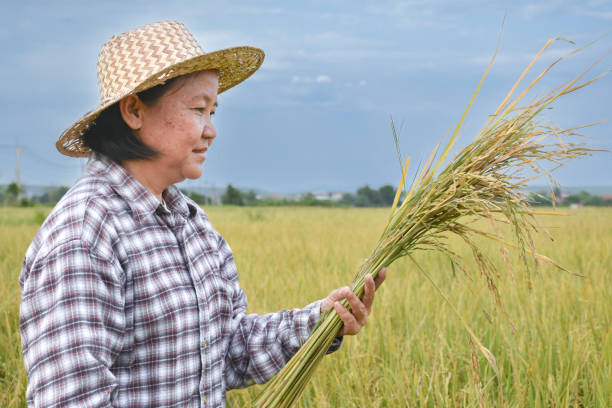 istock Asian rice female farmer 1925092677