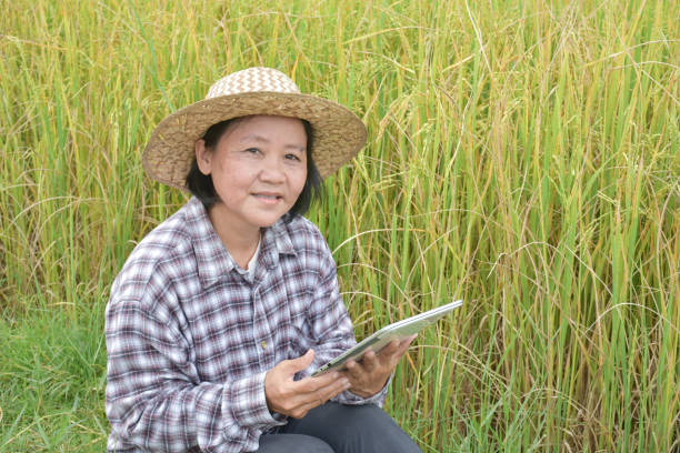 Elderly asian rice female farmer writing rice growing in her notebook and smart device while working in her rice paddy field, soft and selective focus.
