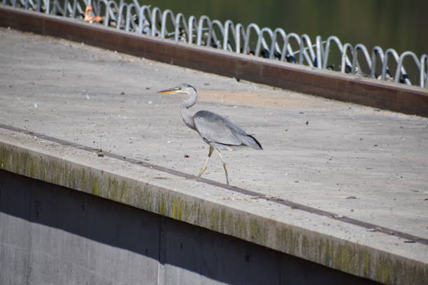istock heron walking on concrete 1925093212