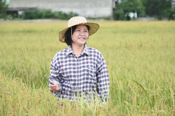 Elderly asian rice female farmer writing rice growing in her notebook and smart device while working in her rice paddy field, soft and selective focus.