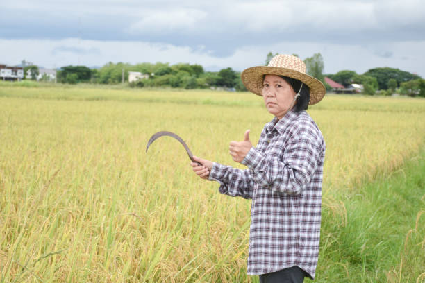 Elderly asian rice female farmer writing rice growing in her notebook and smart device while working in her rice paddy field, soft and selective focus.