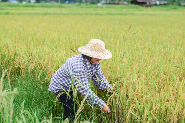 istock Asian rice female farmer 1925093733