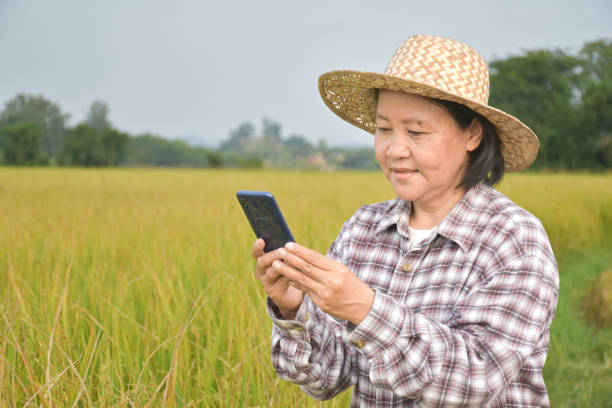 istock Asian rice female farmer 1925095305