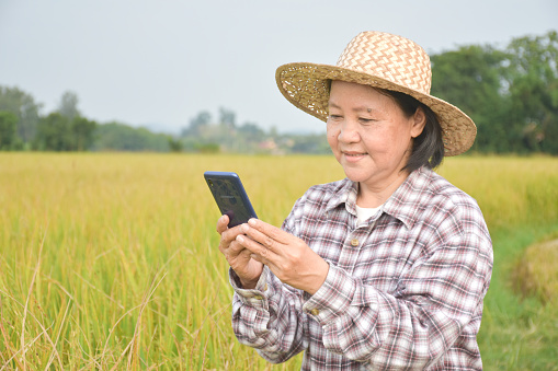 Elderly asian rice female farmer writing rice growing in her notebook and smart device while working in her rice paddy field, soft and selective focus.