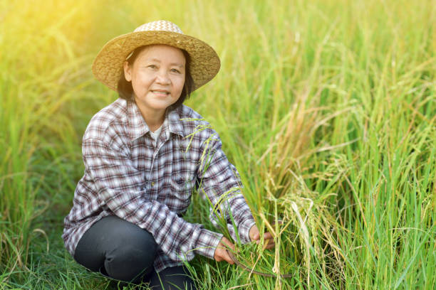 Asian rice female farmer Elderly asian rice female farmer writing rice growing in her notebook and smart device while working in her rice paddy field, soft and selective focus. thailand rice field stock pictures, royalty-free photos & images