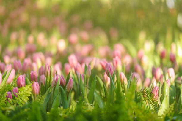 Closeup of pink Tulip flower with water drop under sunlight using as background natural plants landscape, ecology wallpaper cover page concept.