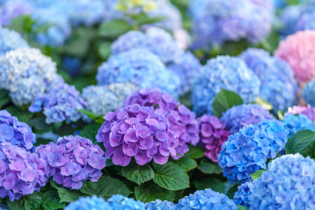 istock Closeup of field of colorful Hydrangea flower under sunlight with copy space  background natural green plants landscape, ecology wallpaper cover page concept. 1925100467