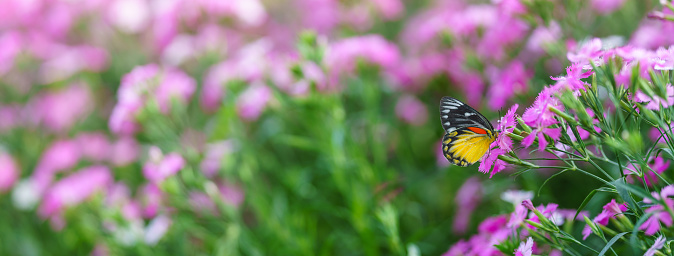 Nature view of beautiful yellow and black butterfly on pink flower and green nature blurred background in garden with copy space using as background insect, natural landscape, ecology, fresh cover page concept.