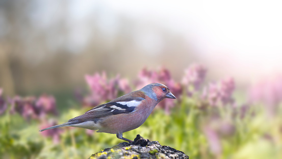 spring bird, finch among flowering undergrowth, spring time