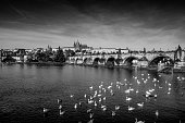 The black and white photo of swans on the Vltava river in front of old Charles bridge (Karluv most), with panorama of Prague city, Czech Republic.