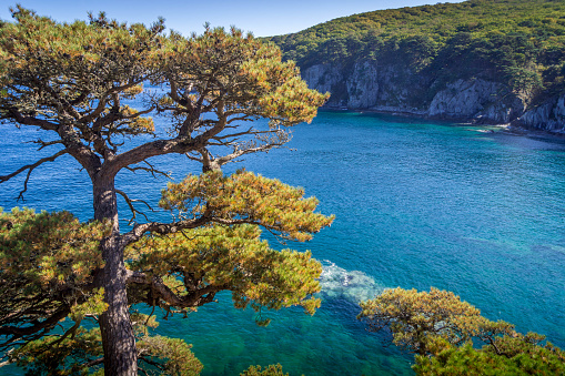 The tree over the turquoise water of Sea of Japan at Telyakovsky Bay, the beautiful coastline area at Gamov peninsula, Khasan district of Primorsky krai (Russia).