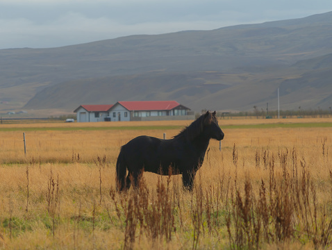 Horses in farm in Iceland in summer season. Animal