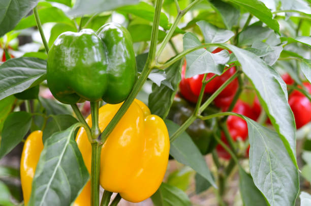 istock Varicoloured sweet peppers on a bush among green foliage. 1925136807