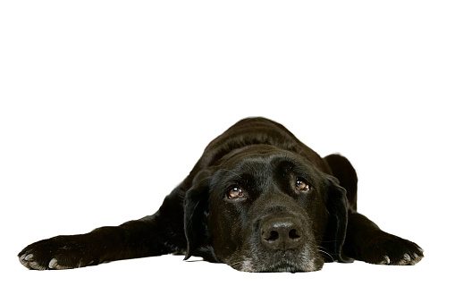 Black Labrador Retriever dog lying on front with nostalgia and tireness on white underground. Concept of nostalgia and wave to the soul.