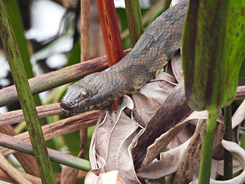 Brown Watersnake in the wetlands