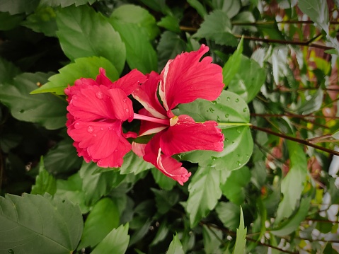 A bunch of red hibiscus blossoms in the garden.