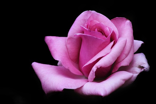 Black background pink roses