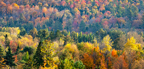View at sunset over the autumnal leaf coloured forests near Mirror Lake, Lake Placid.