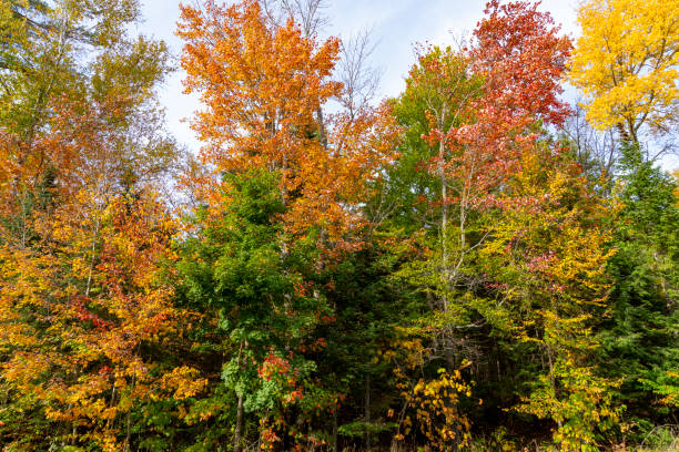 istock Autumnal leaf coloured forests near Mirror Lake, Lake Placid 1925177324
