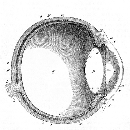 The human eyeball, old vintage illustration. 1883