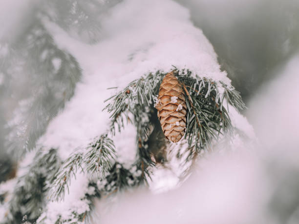 cone on branch with snow on top in winter forest nordic nature in denmark