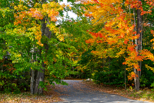 Autumnal leaf coloured forests near Mirror Lake, Lake Placid, New York State.  This is the highway 35 towards Lake Placid.