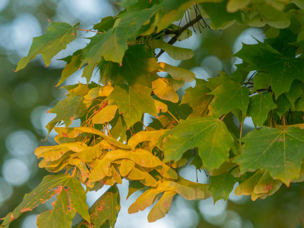 istock Winged fruits of Norway maple on a branch. 1925188978
