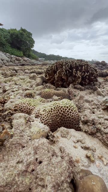 exposed reefs at low tide, corals of unusual shape, the resulting pool among corals at low tide, the coast of Thailand
