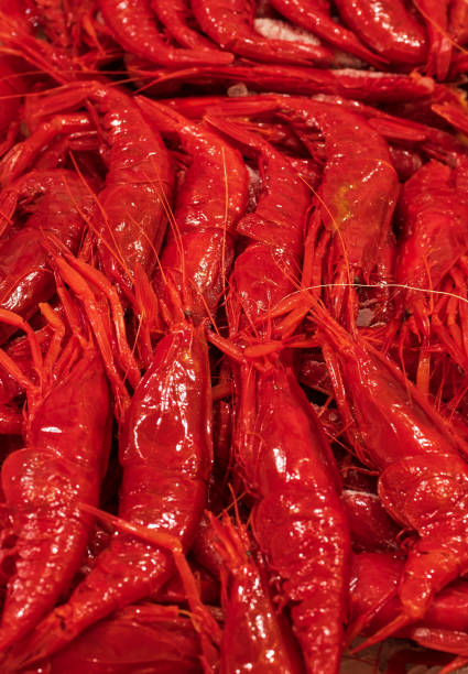 istock Fresh red scarlet shrimps in market . 1925193281