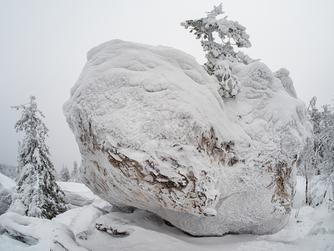 Large boulder is covered with snow in a white winter veil. Winter forest in Lapland, trees in the snow. Wonderful time for walking and outdoor activities in January. ready background for layout.